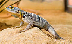 reptiles Lizard,%20Blue%20Rock